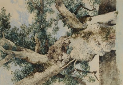 Study for Tree in The Rookery by William James Blacklock